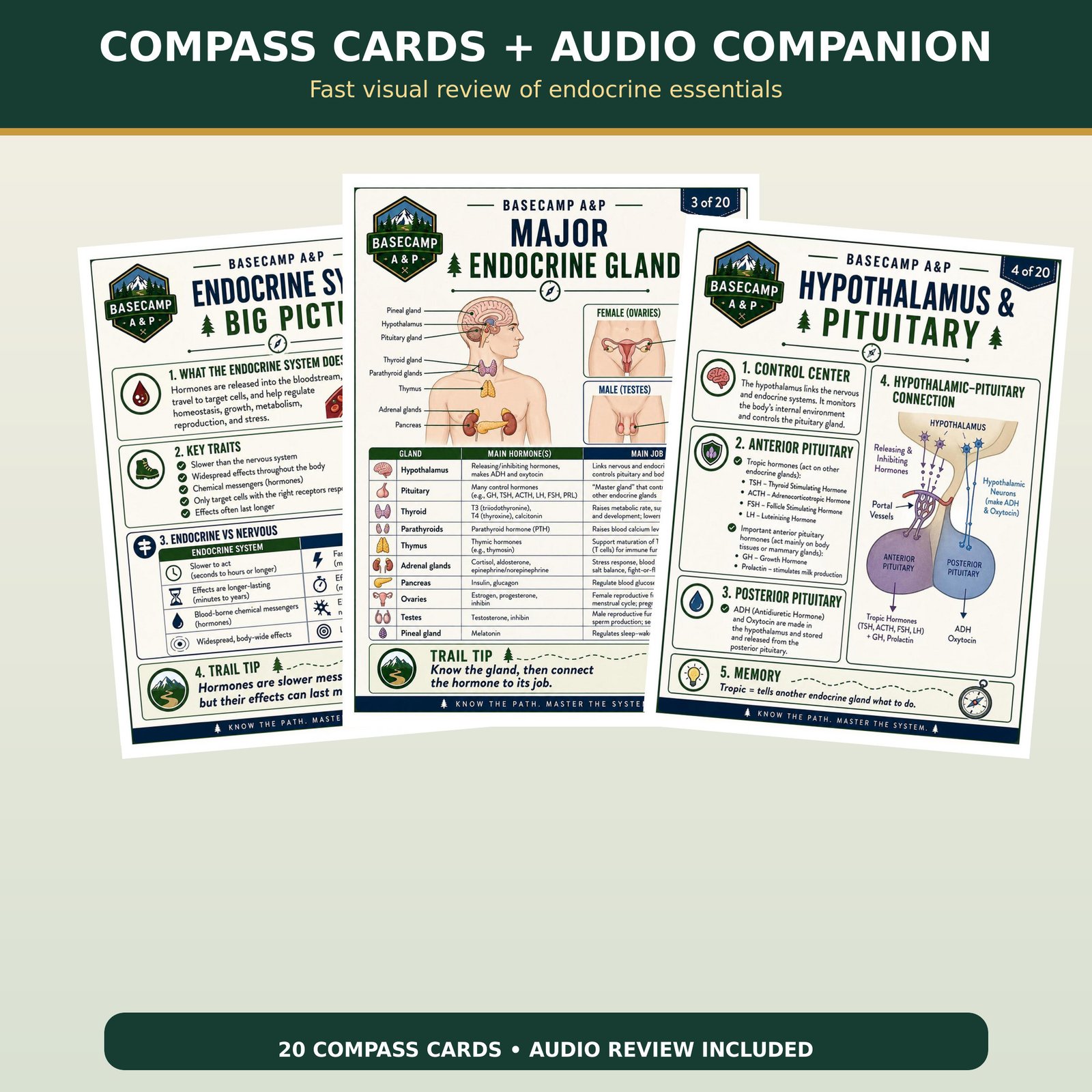 Endocrine System Compass Cards + Audio Companion - Image 2