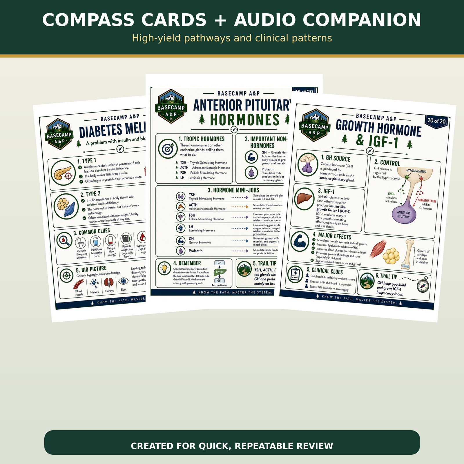 Endocrine System Compass Cards + Audio Companion - Image 3
