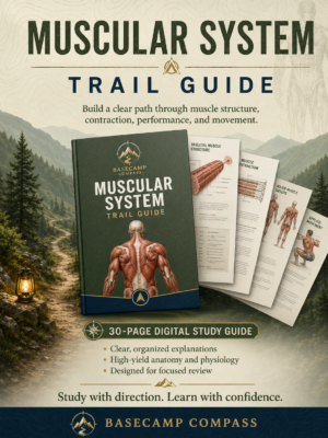 Muscular System Trail Guide