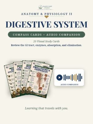 Digestive System Compass Cards + Audio Companion storefront | Basecamp Compass